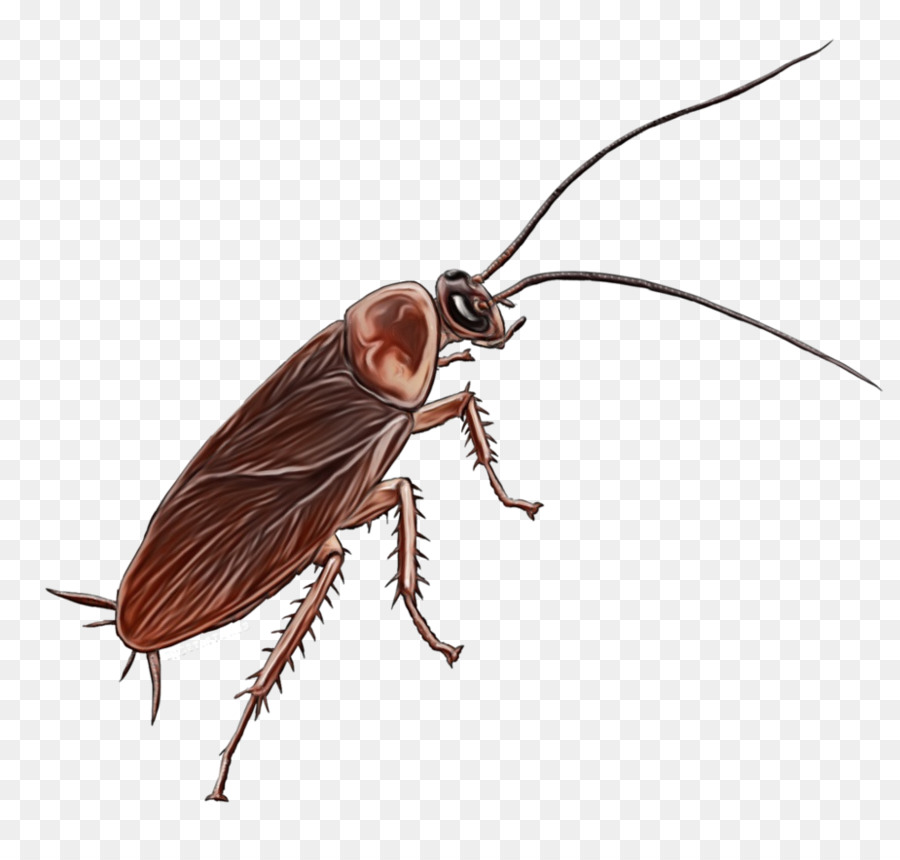 Cucaracha，De Plagas PNG