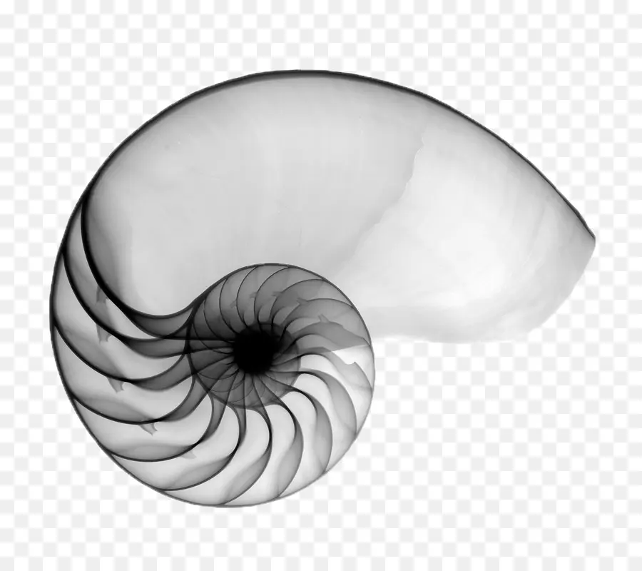 Concha De Nautilo，Espiral PNG