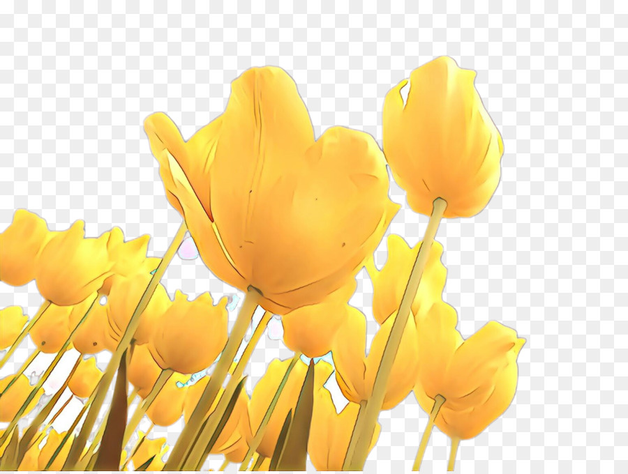 Tulip，Fondo De Escritorio PNG