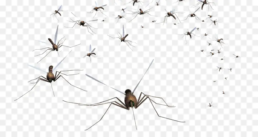 Mosquito，El Control De Los Mosquitos PNG
