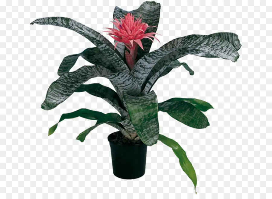 Aechmea，Aechmea Fasciata PNG