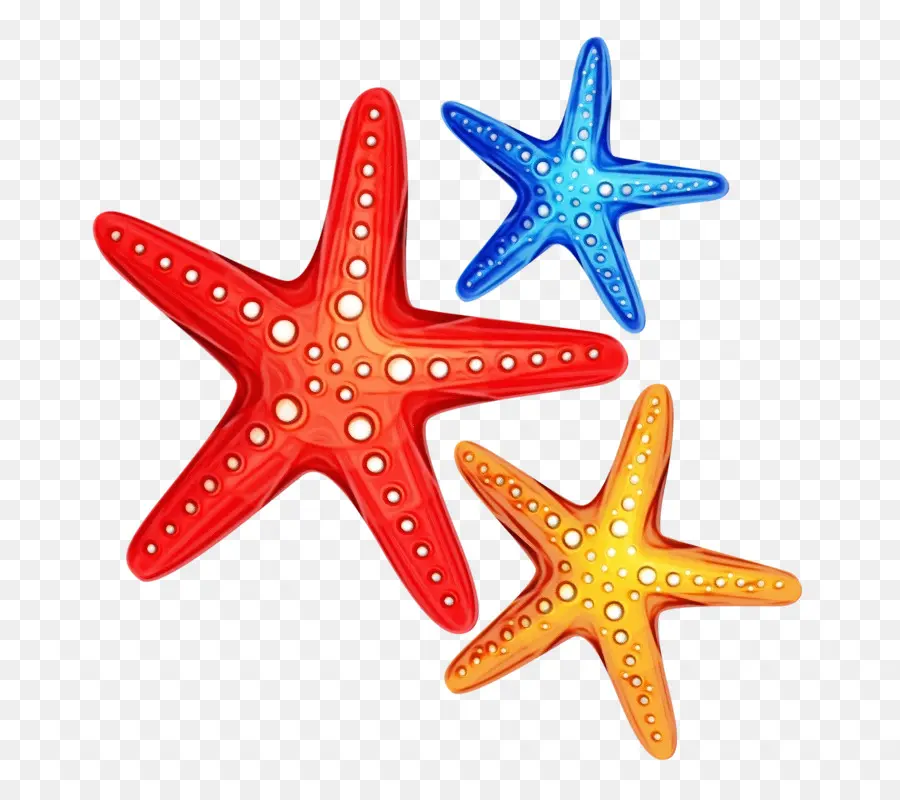 Estrella De Mar，Dibujo PNG