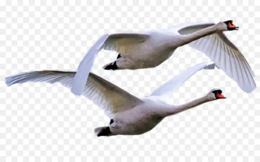 Cisnes Voladores，Alas PNG