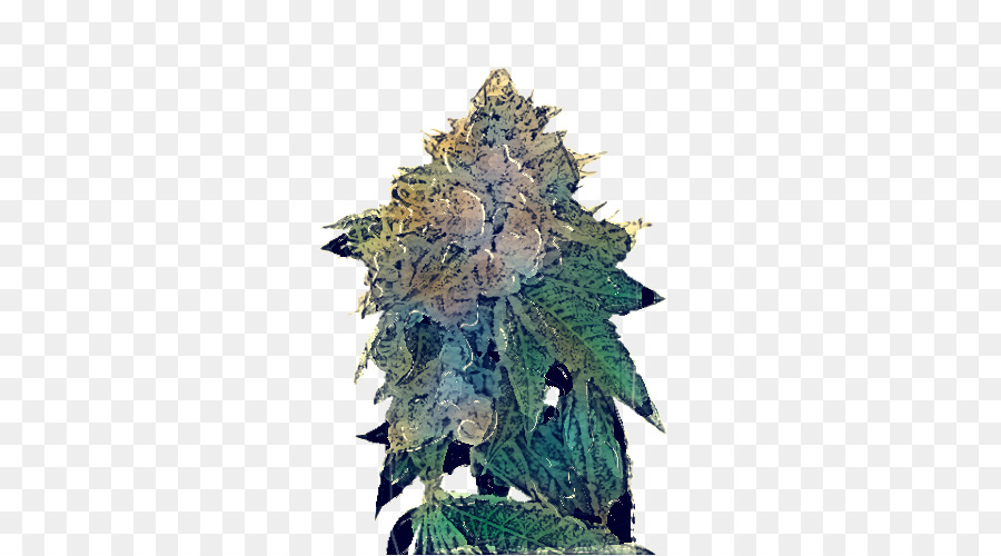 Kush，La Semilla PNG