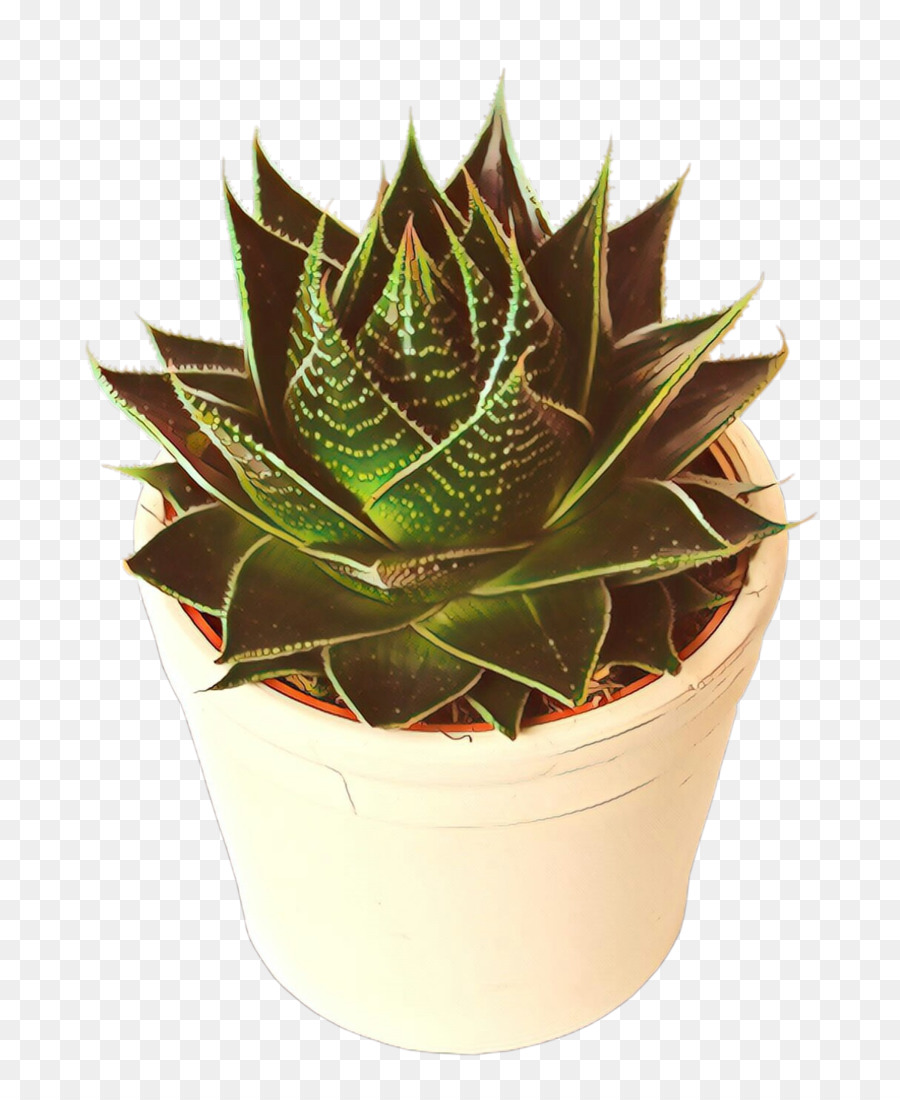 Aloe Vera，Forever Living Productos PNG