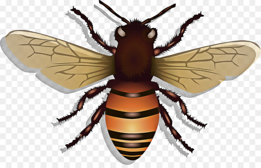 Abeja，El Oeste De La Miel De Abeja PNG