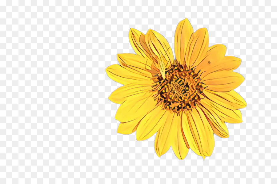 Girasol，Amarillo PNG