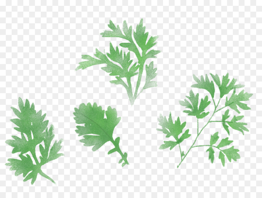 Droga Cruda，Plantas Medicinales PNG