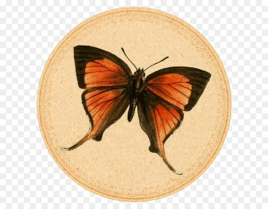 La Mariposa Monarca，Mariposa PNG