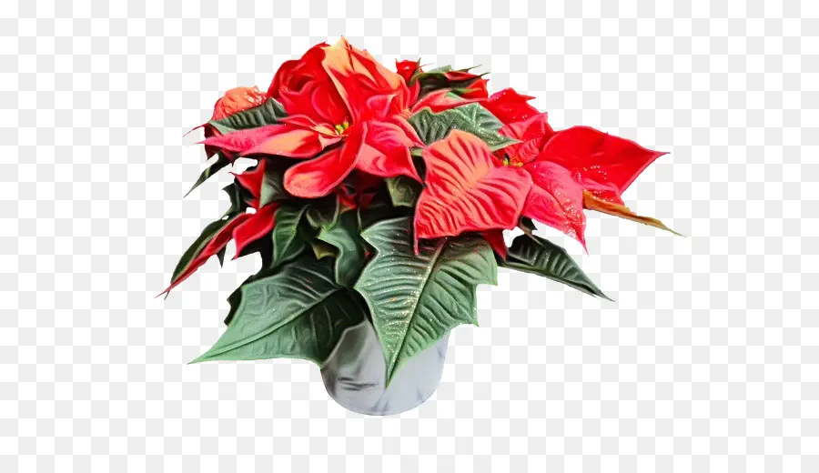 La Flor De Pascua，Christmas Day PNG