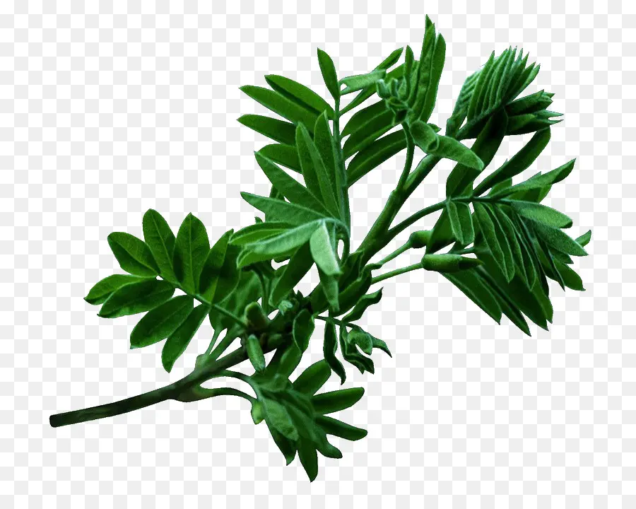 Acacia，Hoja PNG