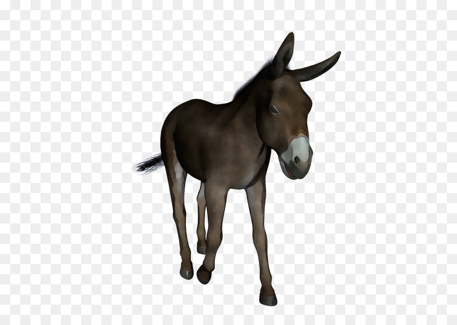 Burro，Mula PNG