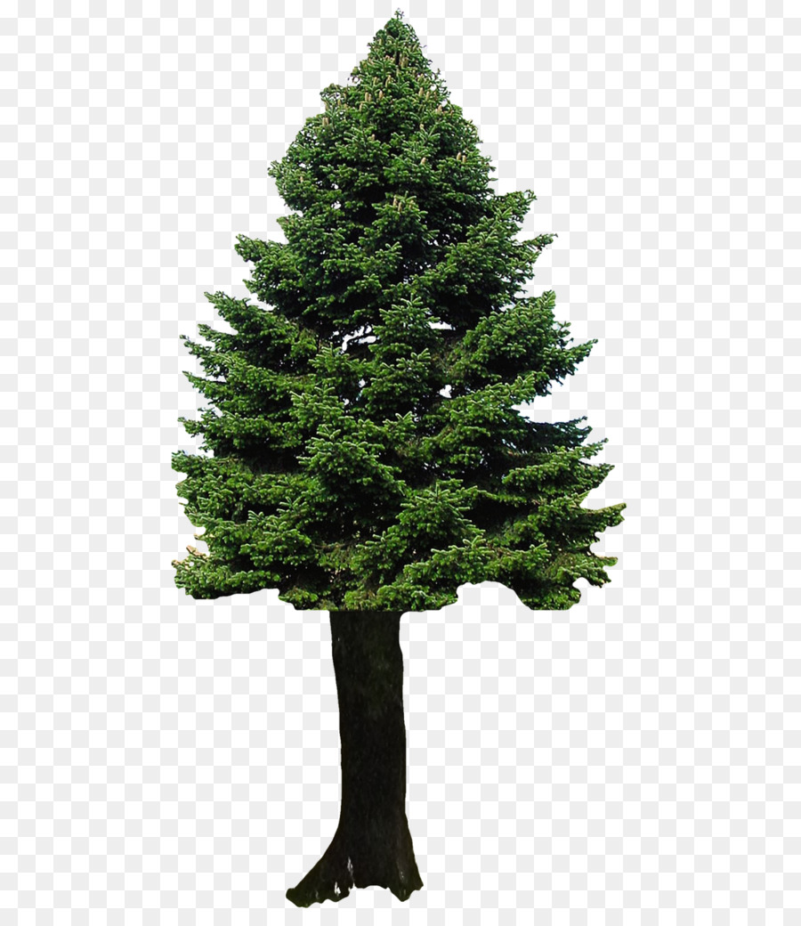 árbol，Pino PNG