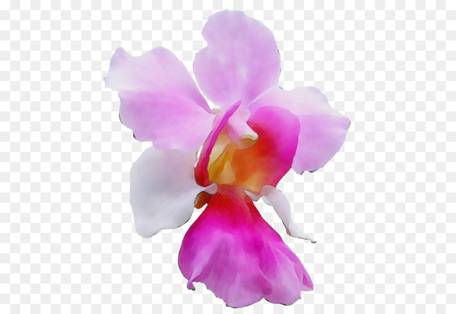 Crimson Cattleya，La Navidad De Orquídeas PNG