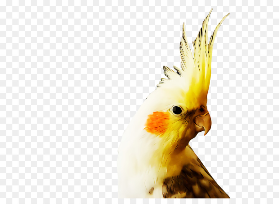 Cacatúa，Parakeet PNG