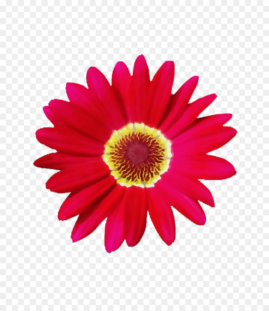 Flor，Floración PNG