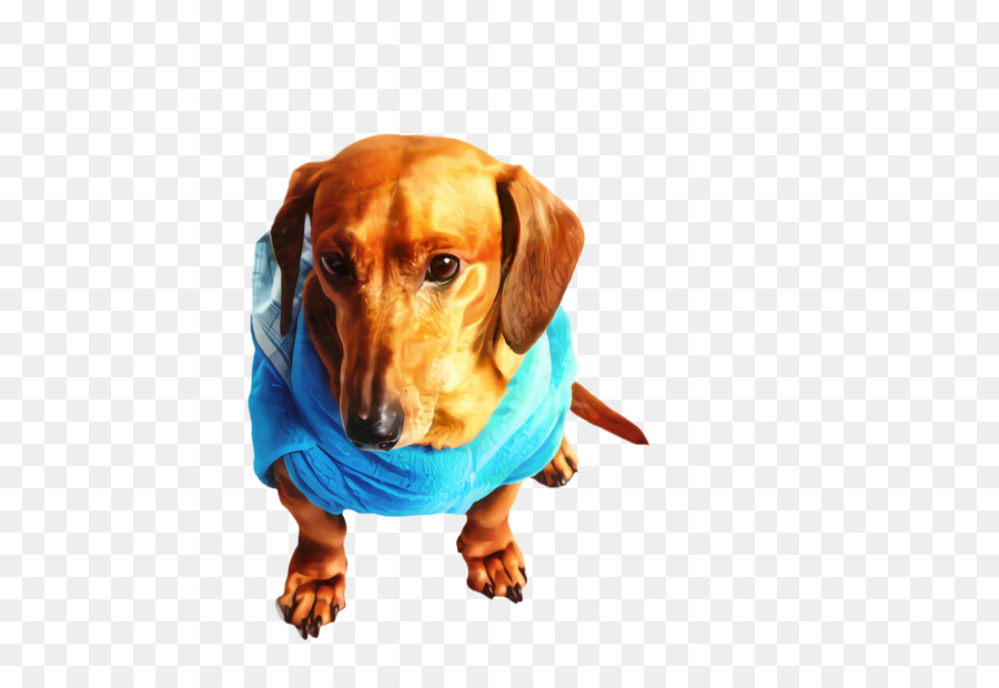 Raza De Perro，Cachorro PNG