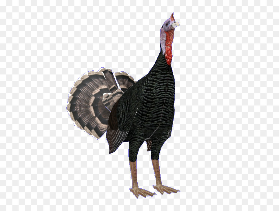 Wild Turkey，Pollo PNG