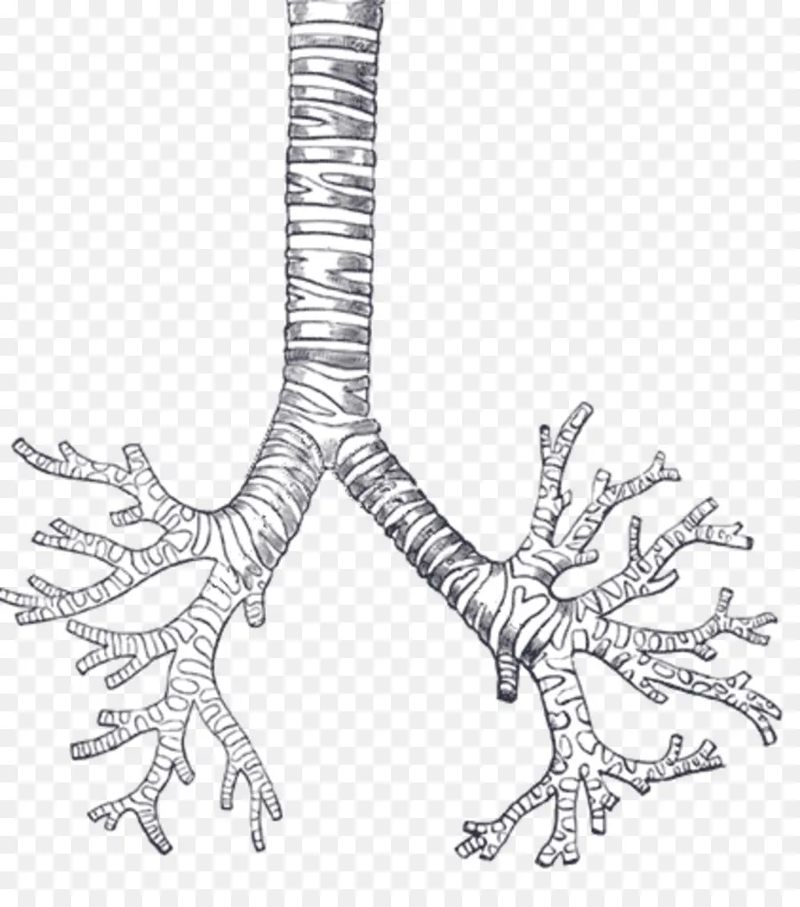 Los Bronquios，Sistema Respiratorio PNG