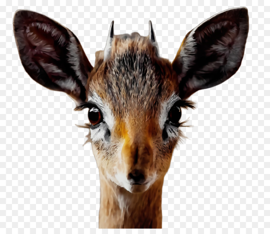 El Dikdik，Antílope PNG