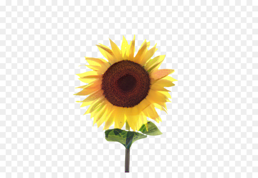 Girasol Amarillo，Hojas Verdes PNG