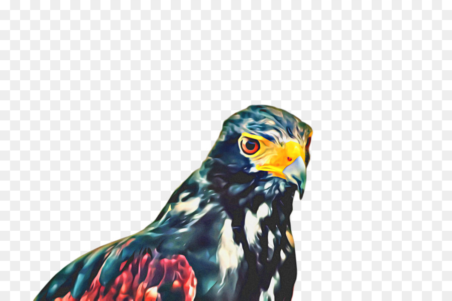 Pico，Aves PNG