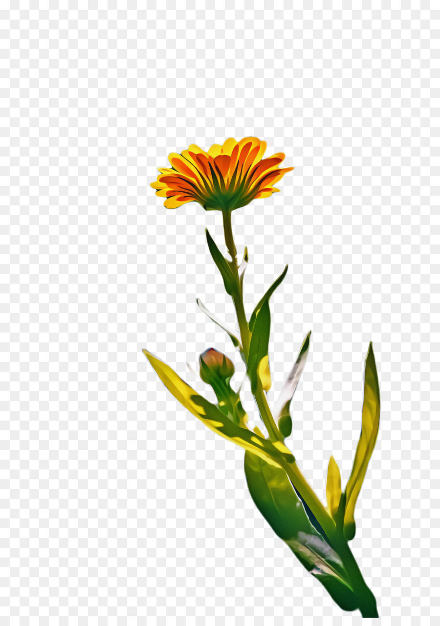 Las Flores Cortadas，Tallo De La Planta PNG