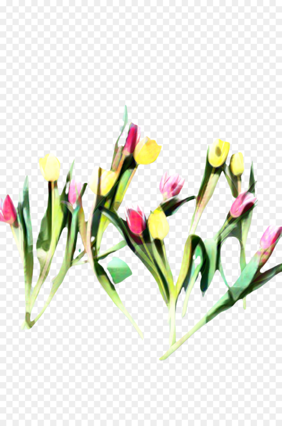 Tulip，Diseño Floral PNG