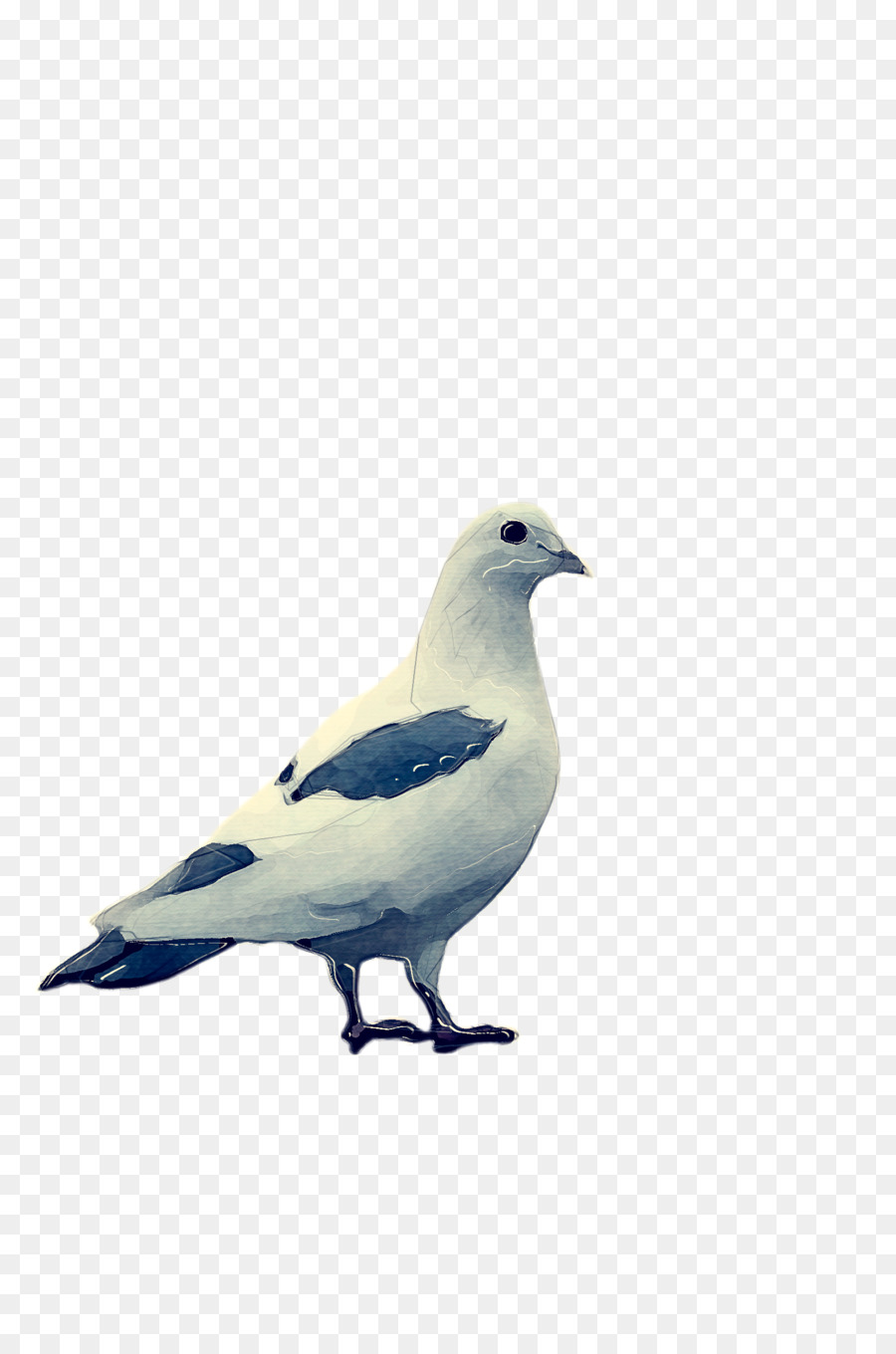 Pájaro Blanco，Gaviota PNG