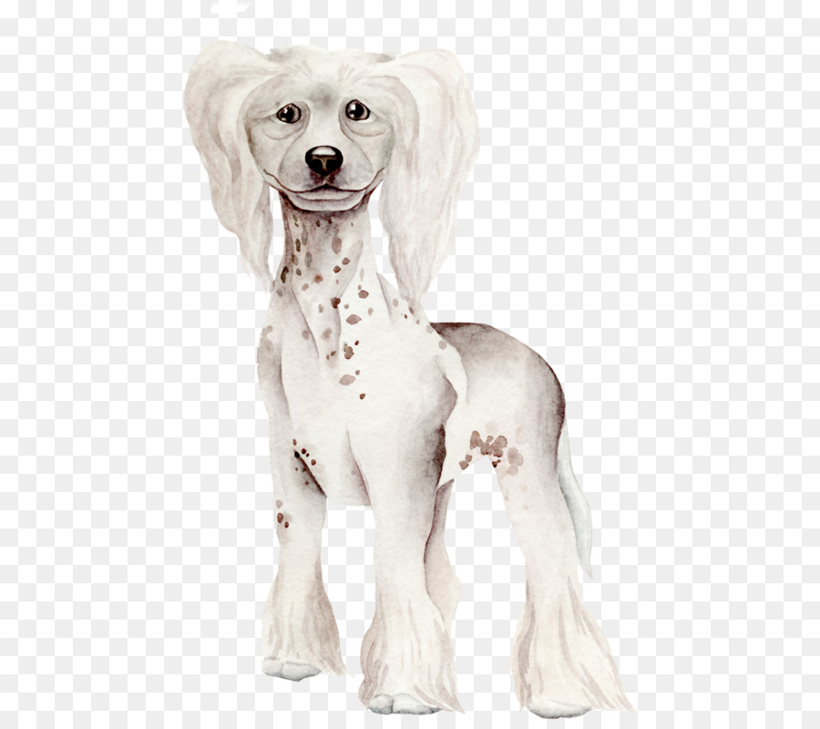 Raza De Perro，Perro Crestado Chino PNG