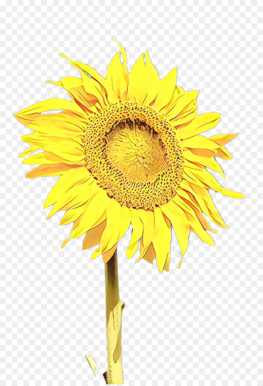 Girasol，Planta PNG