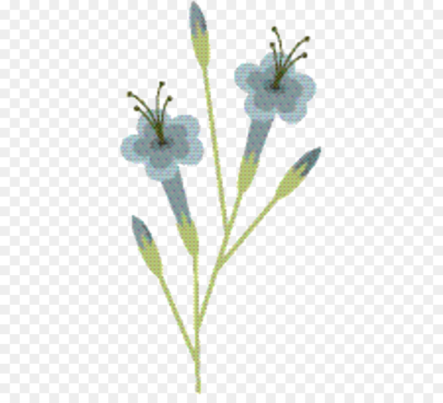 Lavanda，Borages PNG