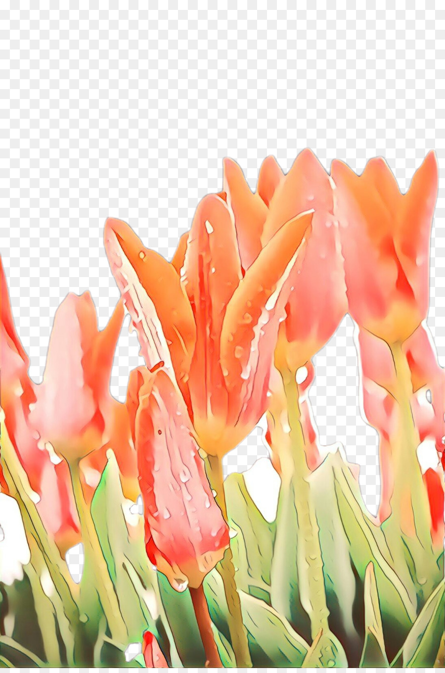 Tulip，Las Flores Cortadas PNG