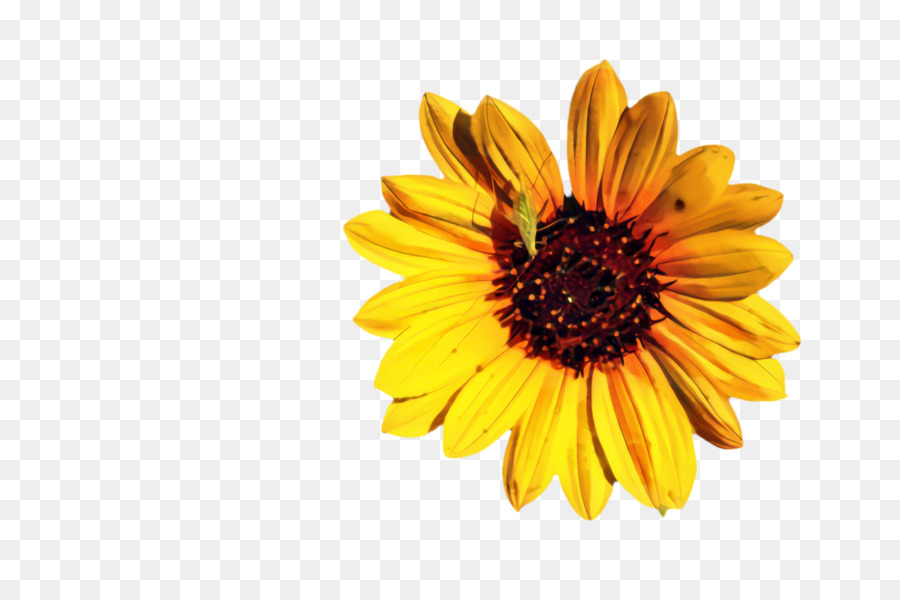 Transvaal Daisy，Amarillo PNG