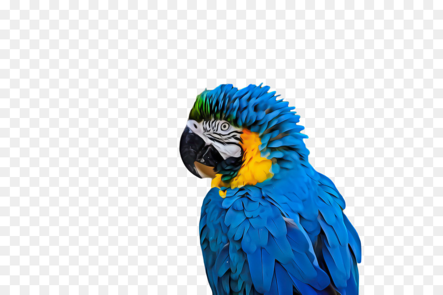 Guacamayo，Parakeet PNG