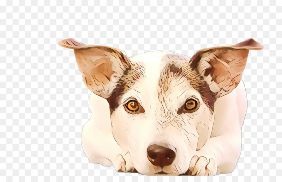 Raza De Perro，Jack Russell Terrier PNG