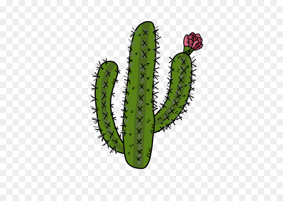 Camiseta，Cactus PNG