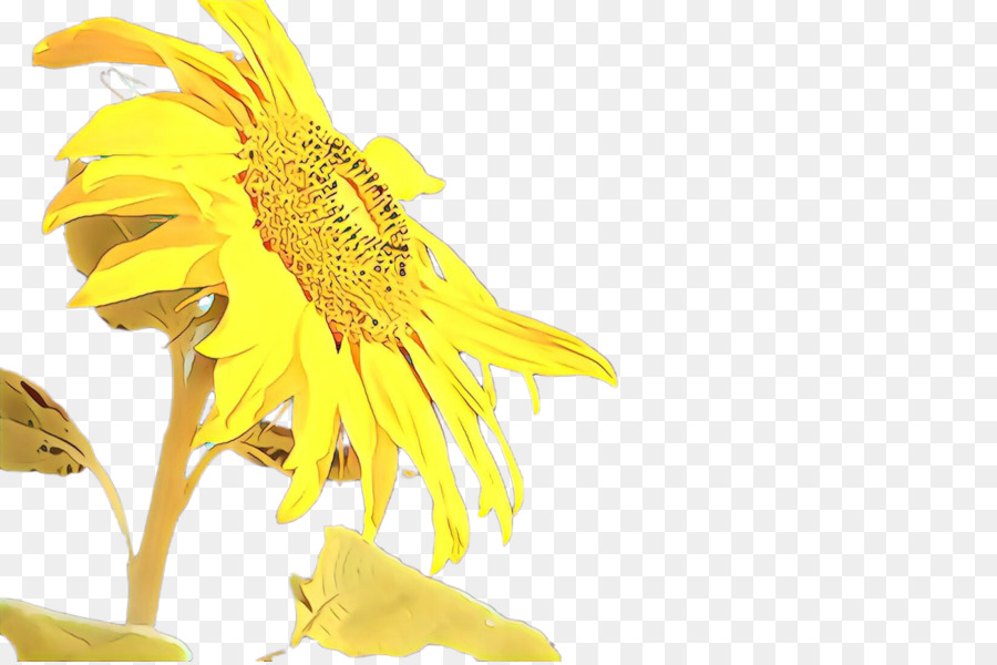 Girasol，Amarillo PNG