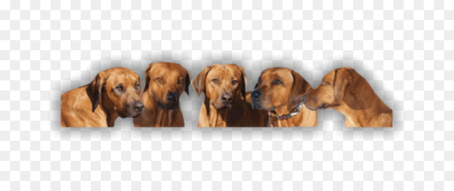 Raza De Perro，Cachorro PNG