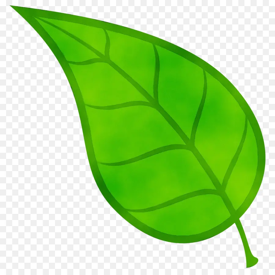 Hoja Verde，Naturaleza PNG