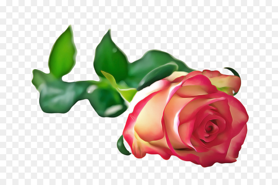 Rosa，Flor PNG