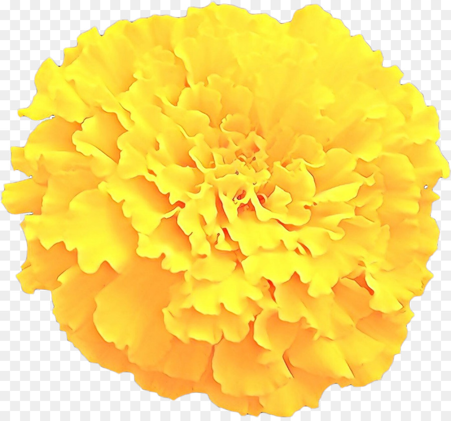 Clavel Naranja，Florecer PNG