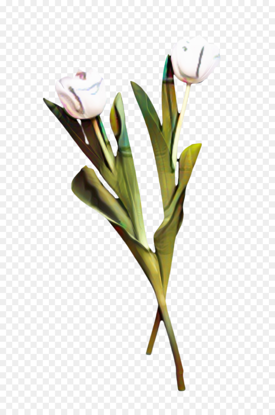 Tulip，Las Flores Cortadas PNG