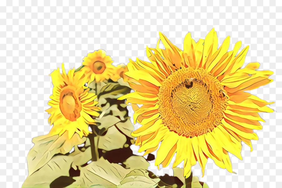 Girasol Amarillo，Hojas Verdes PNG