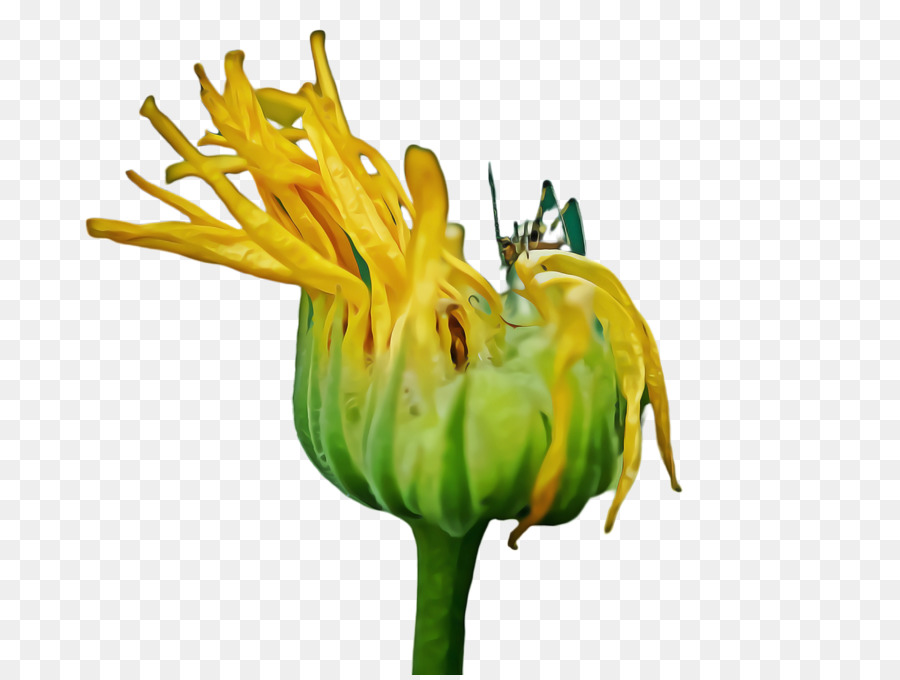 Diente De León，Amarillo PNG