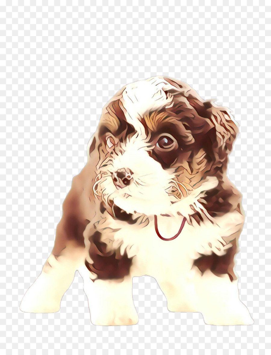 Raza De Perro，Havanese Perro PNG