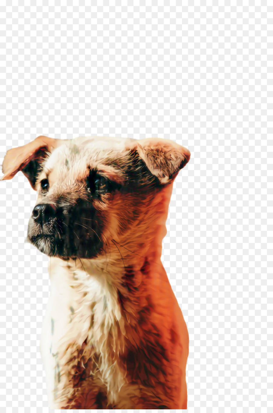 Raza De Perro，Perro PNG