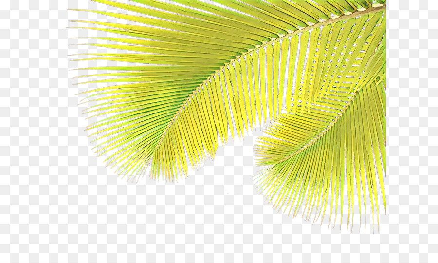 Palma，Tropical PNG