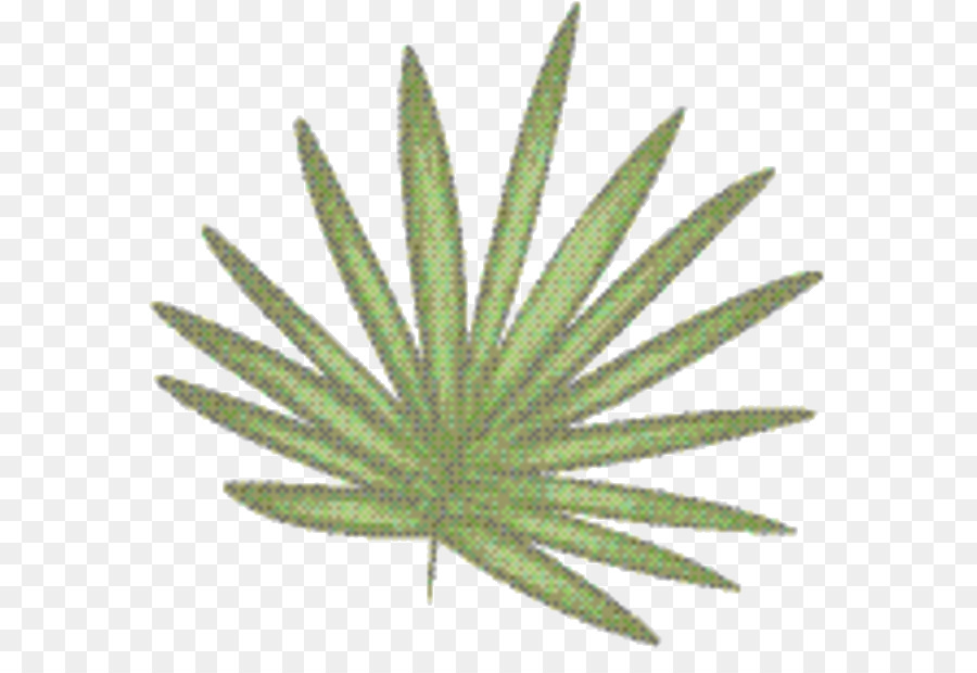 Hoja De Cannabis，Canabis PNG