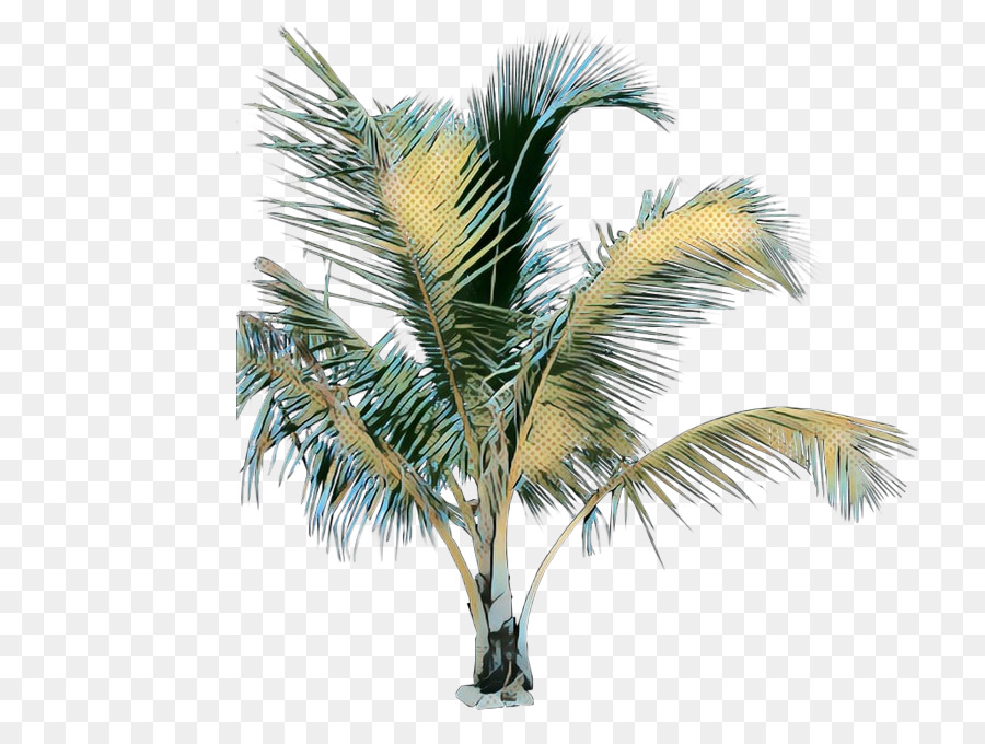 Palmera，Tropical PNG